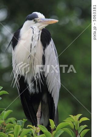 アオザギ 5063381