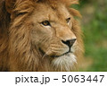 ライオン 5063447