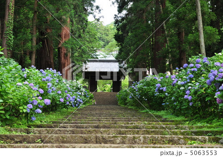 紫陽花の山門 5063553