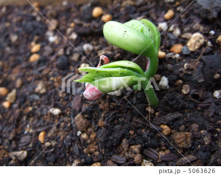 いんげんの芽 5063626