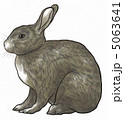 ウサギ 5063641