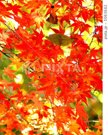 燃える紅葉と枯れ葉のハーモニー 燃える紅葉と枯れ葉のハーモニー 5063682