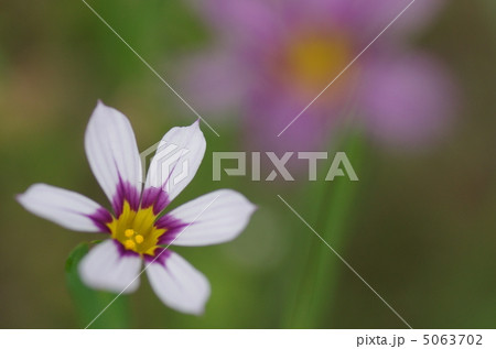 ニワセキショウの花の写真素材