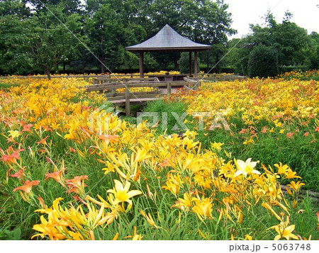 ネーブルパークのキスゲ園 5063748