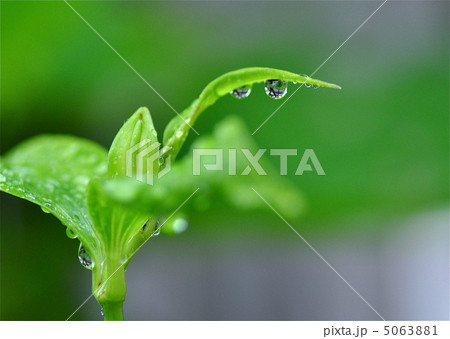 雨の滴 雨の滴 5063881