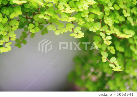 ベビーティアーズ 5063941