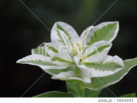 初雪草の花 初雪草の花 5064043