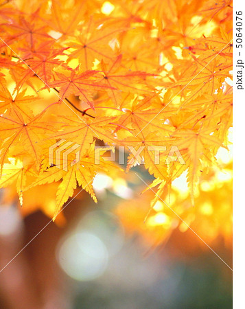 紅葉(モミジ) 紅葉(モミジ) 5064076