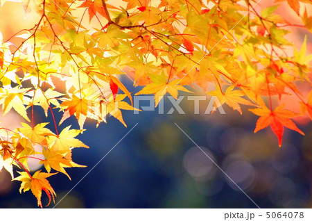 紅葉(モミジ) 紅葉(モミジ) 5064078