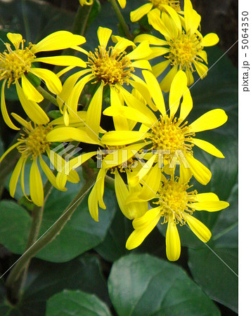 ツワブキ(石蕗) ツワブキ(石蕗) 5064350
