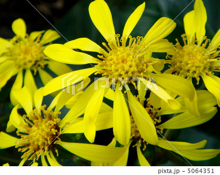ツワブキ（石蕗）の花 5064351