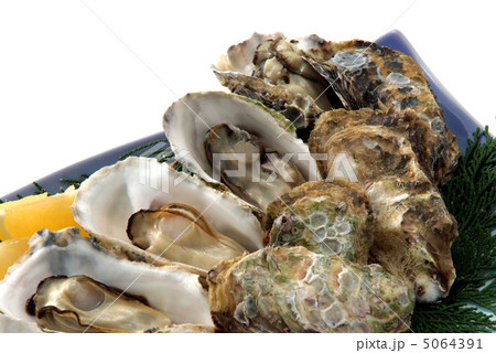 牡蠣 生ガキ 魚介類 貝 さしみ 生食 季節料理 高級食材の写真素材