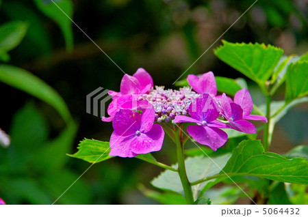 紫陽花　山アジサイ 5064432