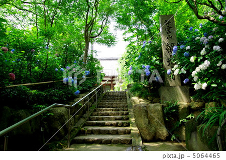 頼光寺　あじさい寺 5064465