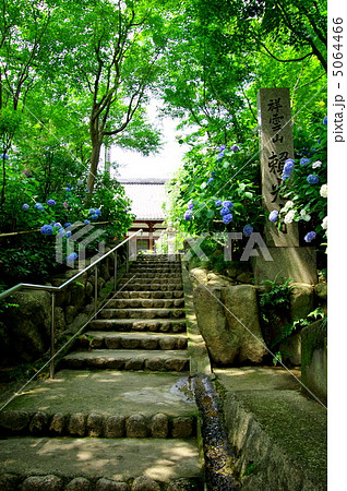頼光寺　あじさい寺 5064466
