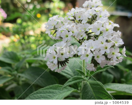 白のヘリオトロープ 5064539