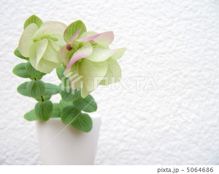 オレガノ 5064686