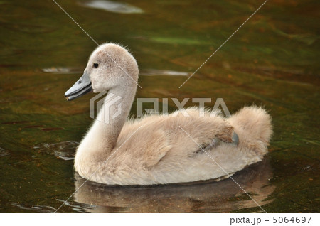 白鳥の赤ちゃん 5064697