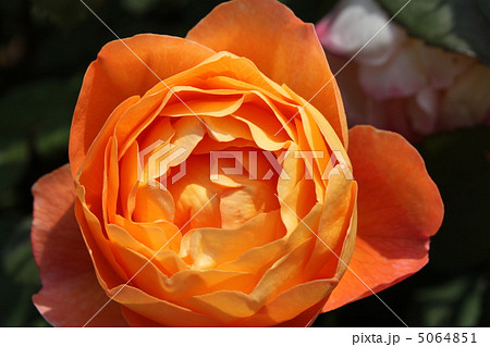 レディ・エマ・ハミルトン Lady Emma Hamilton レディ・エマ・ハミルトン Lady Emma Hamilton 5064851