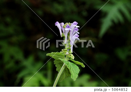 オカタツナミソウ オカタツナミソウ 5064852