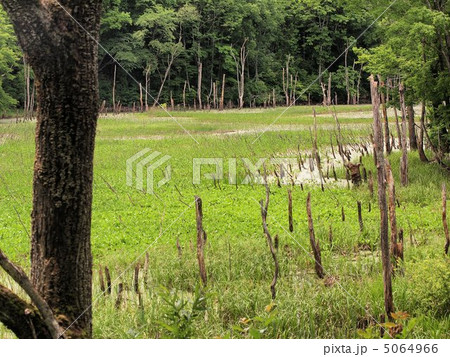 梅雨の晴れ間の矢ノ原湿原 梅雨の晴れ間の矢ノ原湿原 5064966