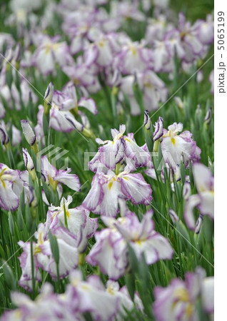 花菖蒲　（江戸系　麗月） 5065199