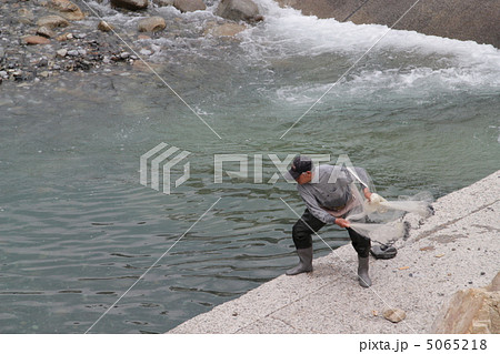 投網で鮎獲り 投網で鮎獲り 5065218