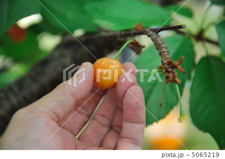 サクランボ狩り サクランボ狩り 5065219