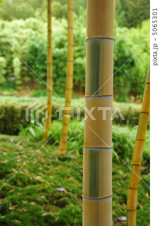 京都　竹林公園の金明孟宗竹 5065301