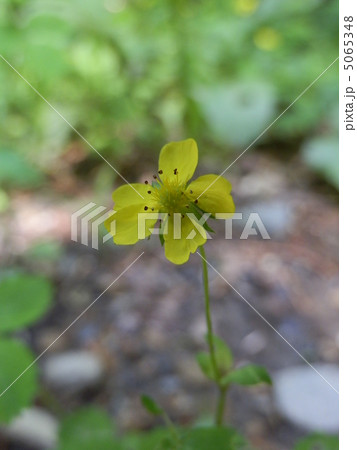 ヘビイチゴ（６） 5065348