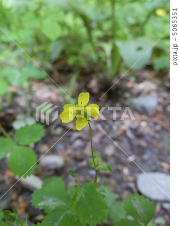 ヘビイチゴ（９） 5065351