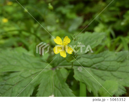 ヘビイチゴ（１０） 5065352