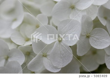 紫陽花 5065409