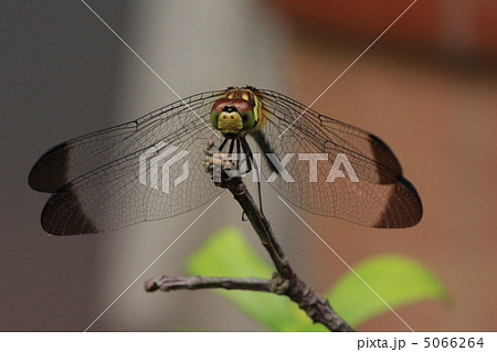 とんぼ 5066264