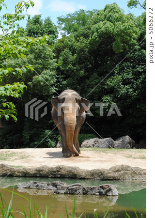 象(ゾウ)【天王寺動物園】「アジアの熱帯雨林ゾーン」で撮影 象(ゾウ)【天王寺動物園】「アジアの熱帯雨林ゾーン」で撮影 5066272