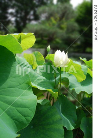 蓮の花 金戒光明寺・西雲院 蓮の花 金戒光明寺・西雲院 5066273