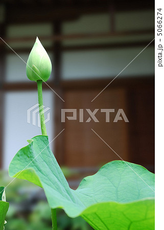 蓮の花 つぼみ 金戒光明寺・西雲院 蓮の花 つぼみ 金戒光明寺・西雲院 5066274