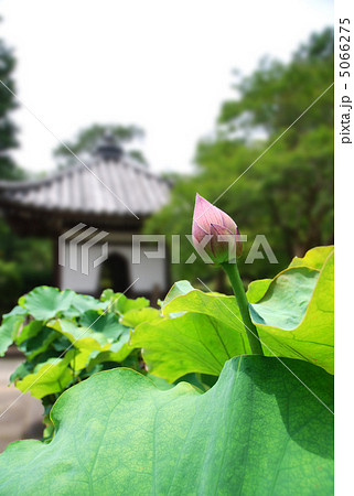蓮の花　つぼみ　金戒光明寺・西雲院 5066275
