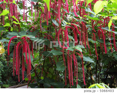 ベニヒモノキ 5066403