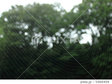 クモの巣 5066409