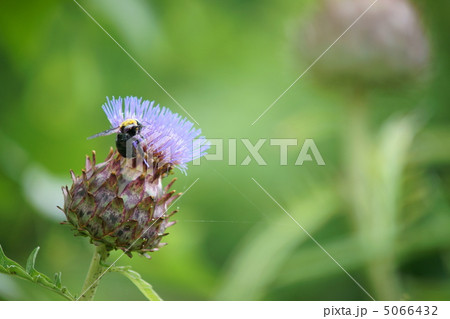 ハマアザミとハナバチ 5066432