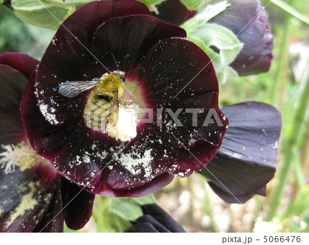 ブラックホリホック（立葵）とハチ 5066476