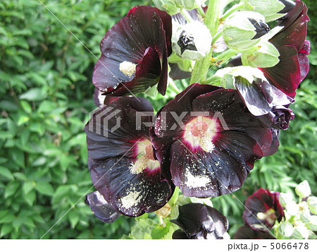 ブラックホリホック（立葵）とハチ 5066478