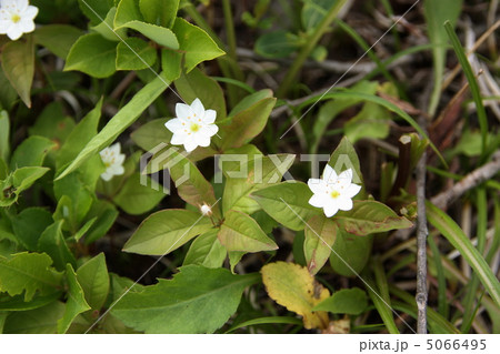 ツマトリソウ ツマトリソウ 5066495