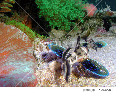 ■旋回する!2匹のホウボウ ■旋回する!2匹のホウボウ 5066501