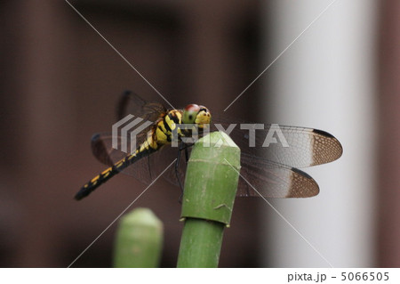 とんぼ とんぼ 5066505