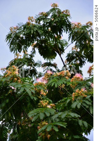 樹木・ネムノキ　ネムノキ科 5066624