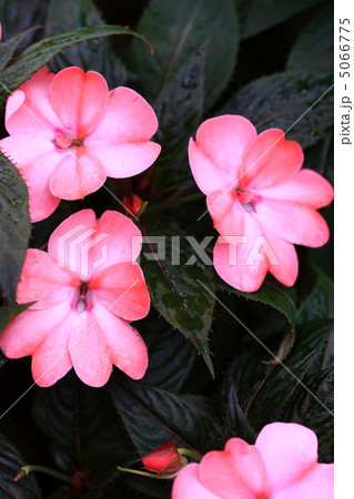 ニューギニア・インパチェンス ニューギニア・インパチェンス 5066775