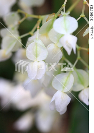 キヌノヒカリ キヌノヒカリ 5066788