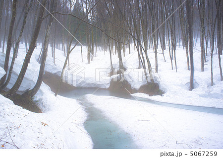 霧の美人林 5067259